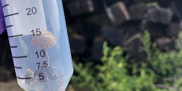 Bientôt des champignons locaux à Baie-Comeau - Le Manic